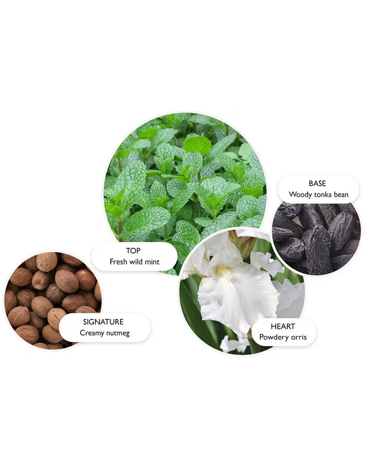 100ML Wild Mint & Lavandin EDP - Image 2